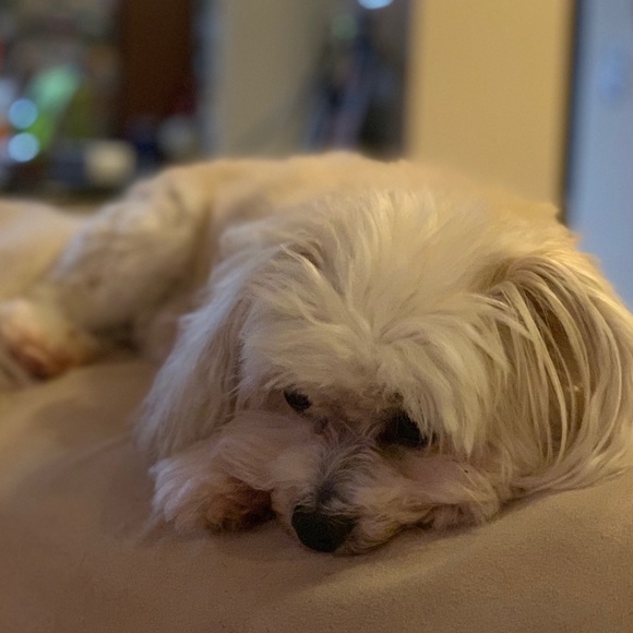 Meet your Posher, Latrice - Picture 1 of 1